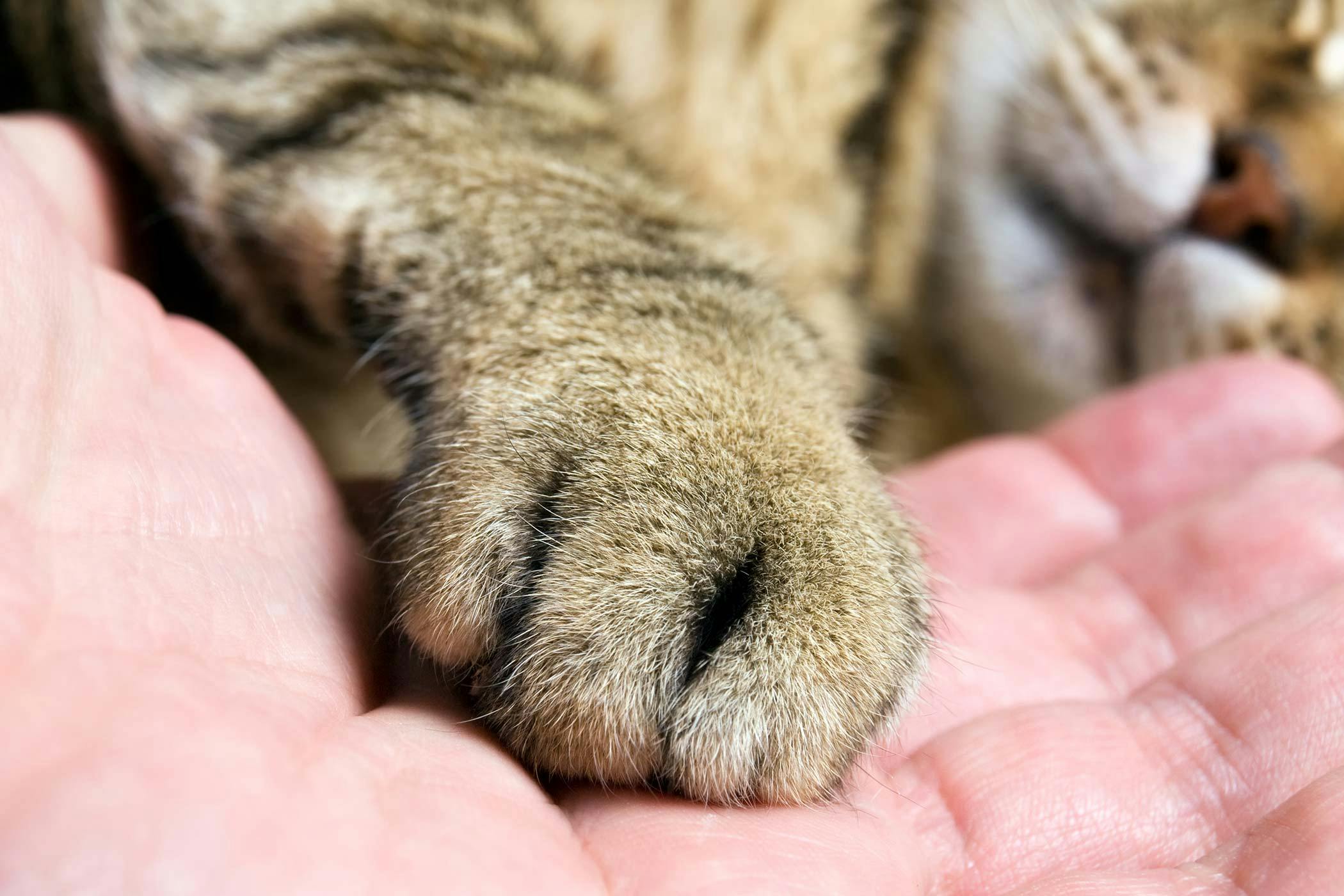 Bore komprimeret granske Growth On Cat Paw Pad – CattyBox