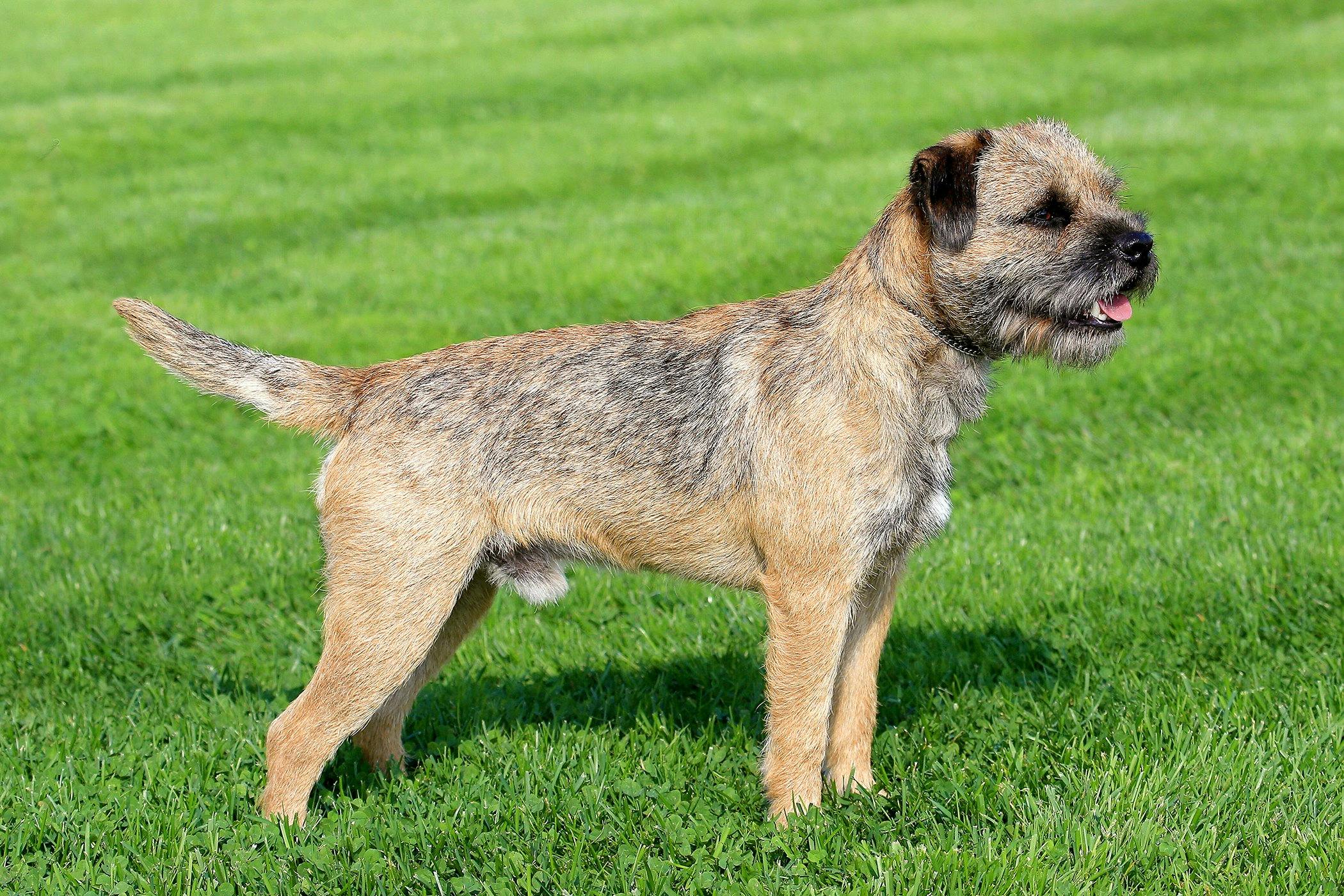 What Food Do Border Terriers Eat