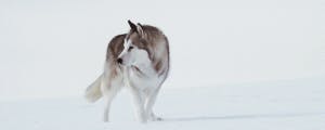 siberian-husky-not-wolf