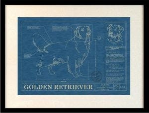 Golden Retriver Blueprint