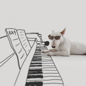 214905-R3L8T8D-650-Jimmy-the-Bull-Terrier10__605