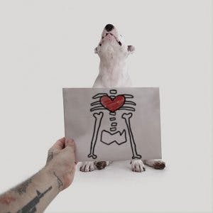 215055-R3L8T8D-650-Jimmy-the-Bull-Terrier13__605