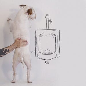 215105-R3L8T8D-650-Jimmy-the-Bull-Terrier14__605