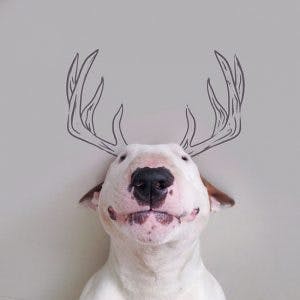 215155-R3L8T8D-650-Jimmy-the-Bull-Terrier15__605