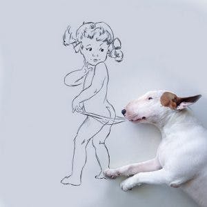 215205-R3L8T8D-650-Jimmy-the-Bull-Terrier16__605