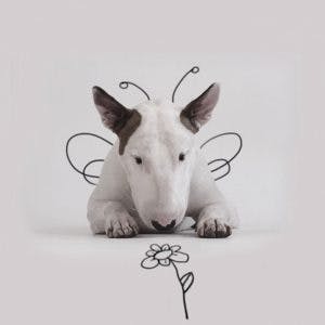 215255-R3L8T8D-650-Jimmy-the-Bull-Terrier17__605
