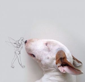 215355-R3L8T8D-650-Jimmy-the-Bull-Terrier1__605
