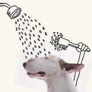 215405-R3L8T8D-650-Jimmy-the-Bull-Terrier20__605