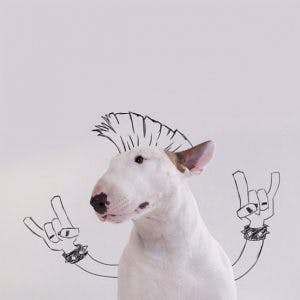 215455-R3L8T8D-650-Jimmy-the-Bull-Terrier2__605