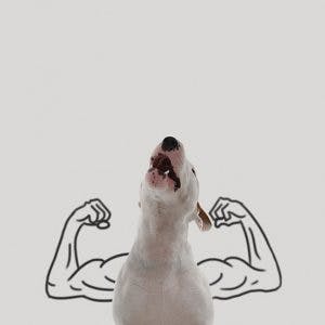 215505-R3L8T8D-650-Jimmy-the-Bull-Terrier3__605