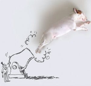 215555-R3L8T8D-650-Jimmy-the-Bull-Terrier4__605