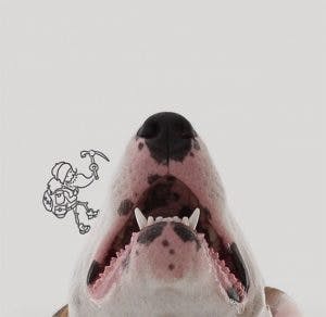 215605-R3L8T8D-650-Jimmy-the-Bull-Terrier5__605