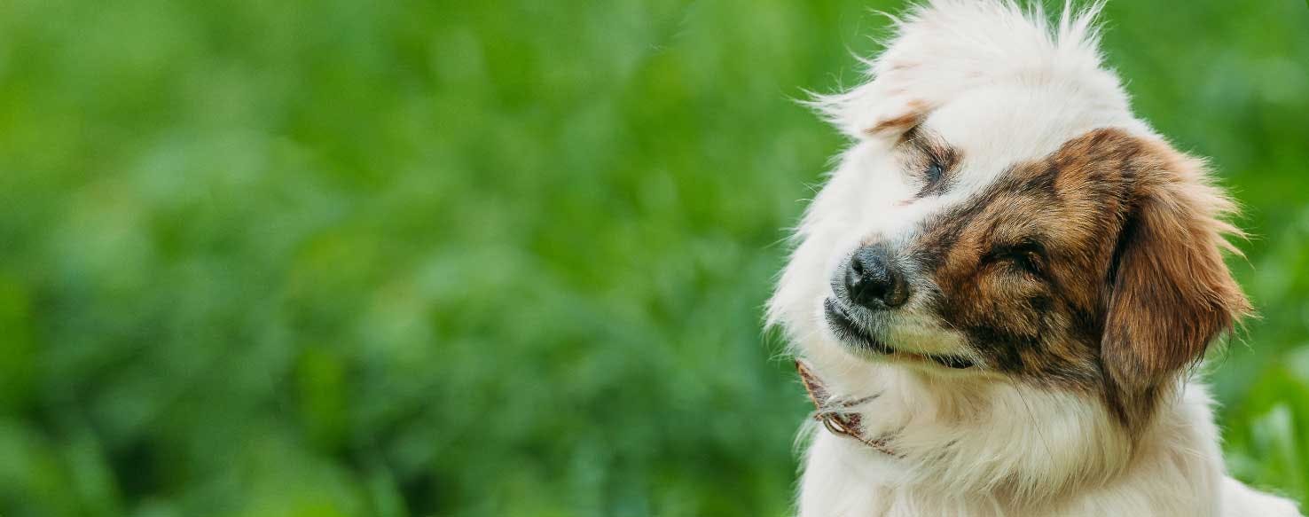 Top Activities For A Blind Dog Wag