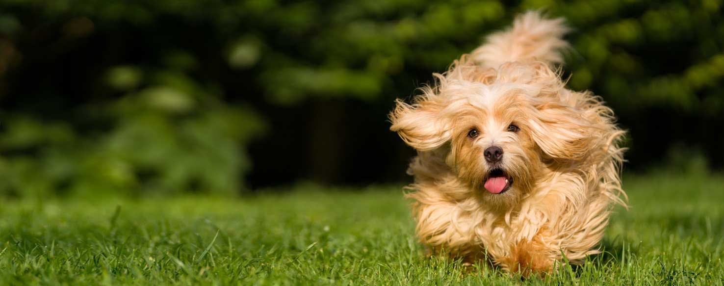 Top Activities For A High Energy Dog Wag!