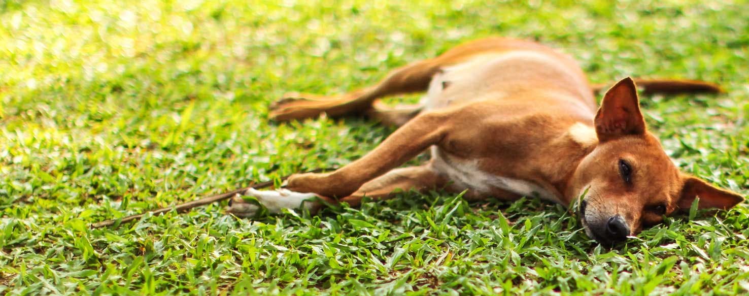 Top Activities For A Lazy Dog - Wag!