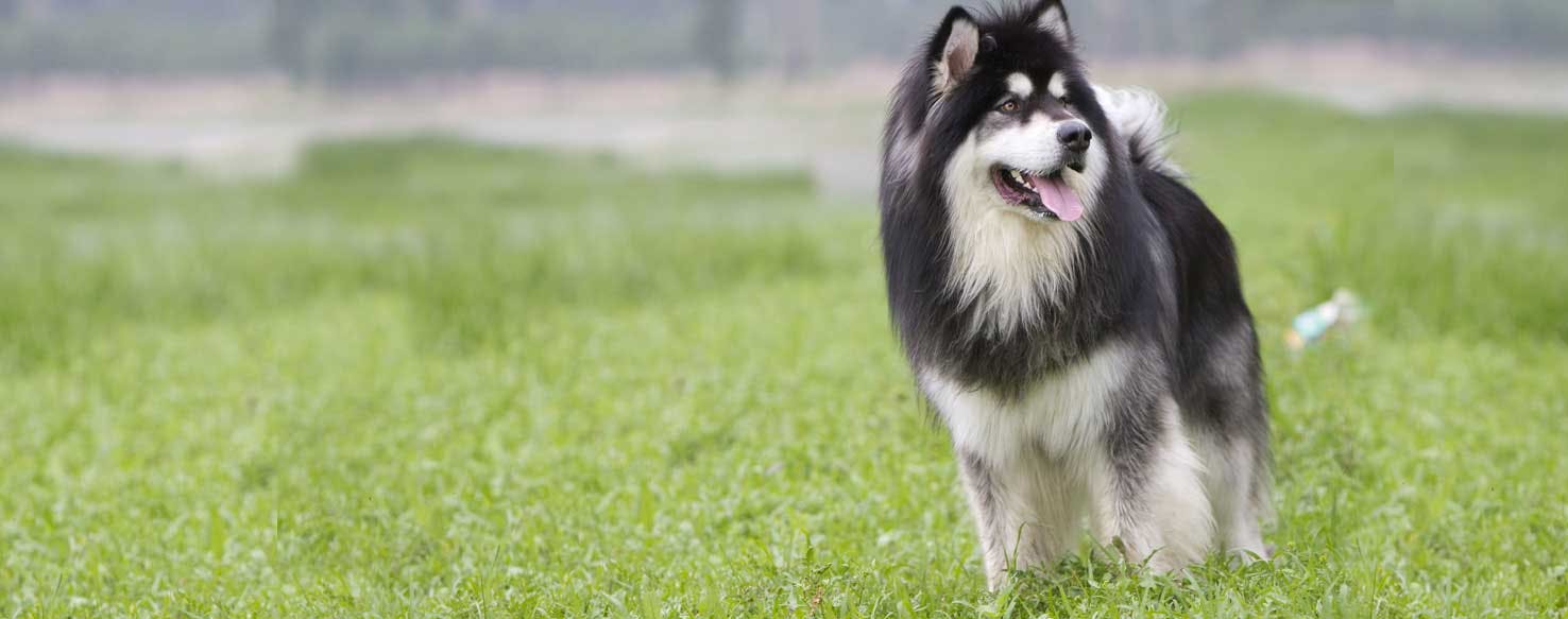 can a alaskan malamute live in martinique