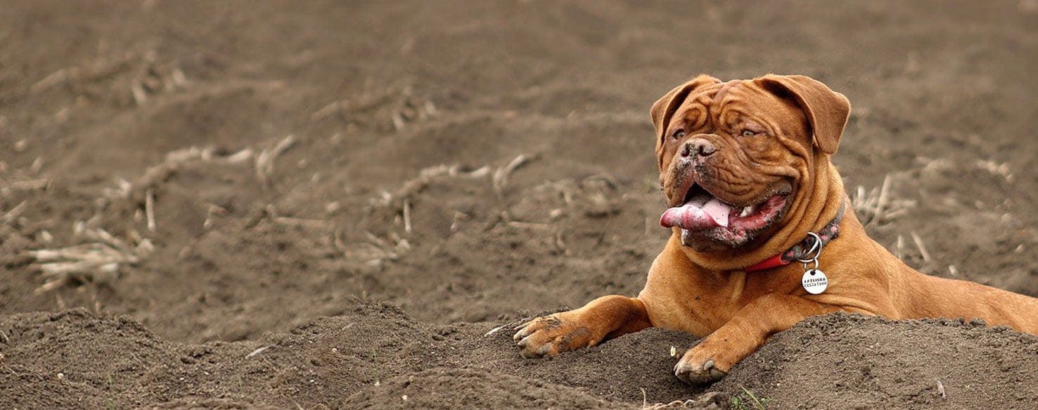 American bull best sale dogue de bordeaux