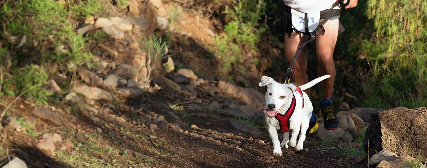 Top Activities For Athletes With Dogs Wag!