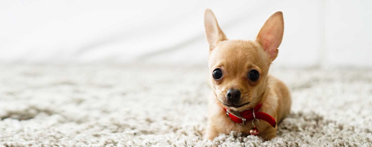 Top Activities For Chihuahuas - Wag!