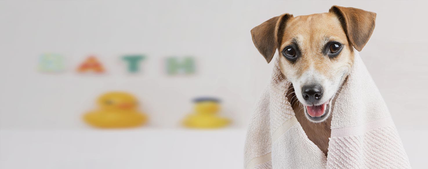 Top Activities For Clean Dogs Wag!
