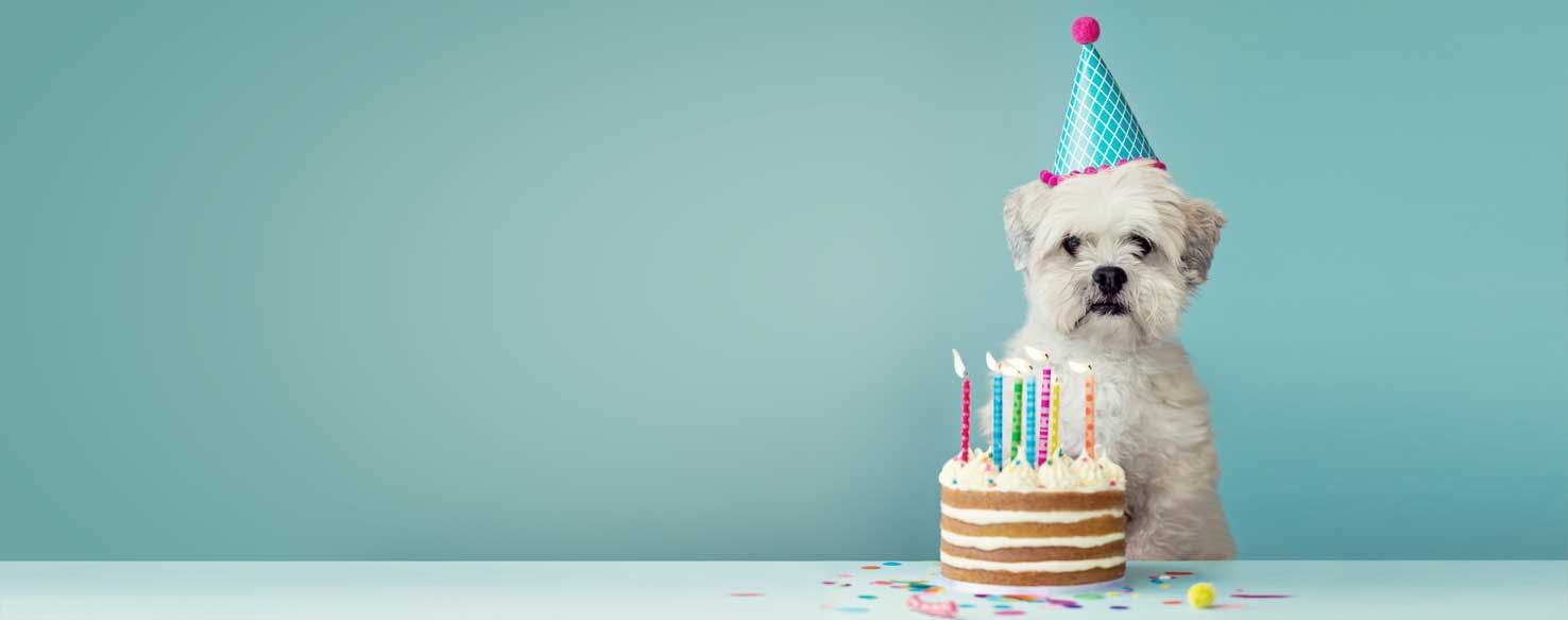 A dog about to blow out candles on a cake