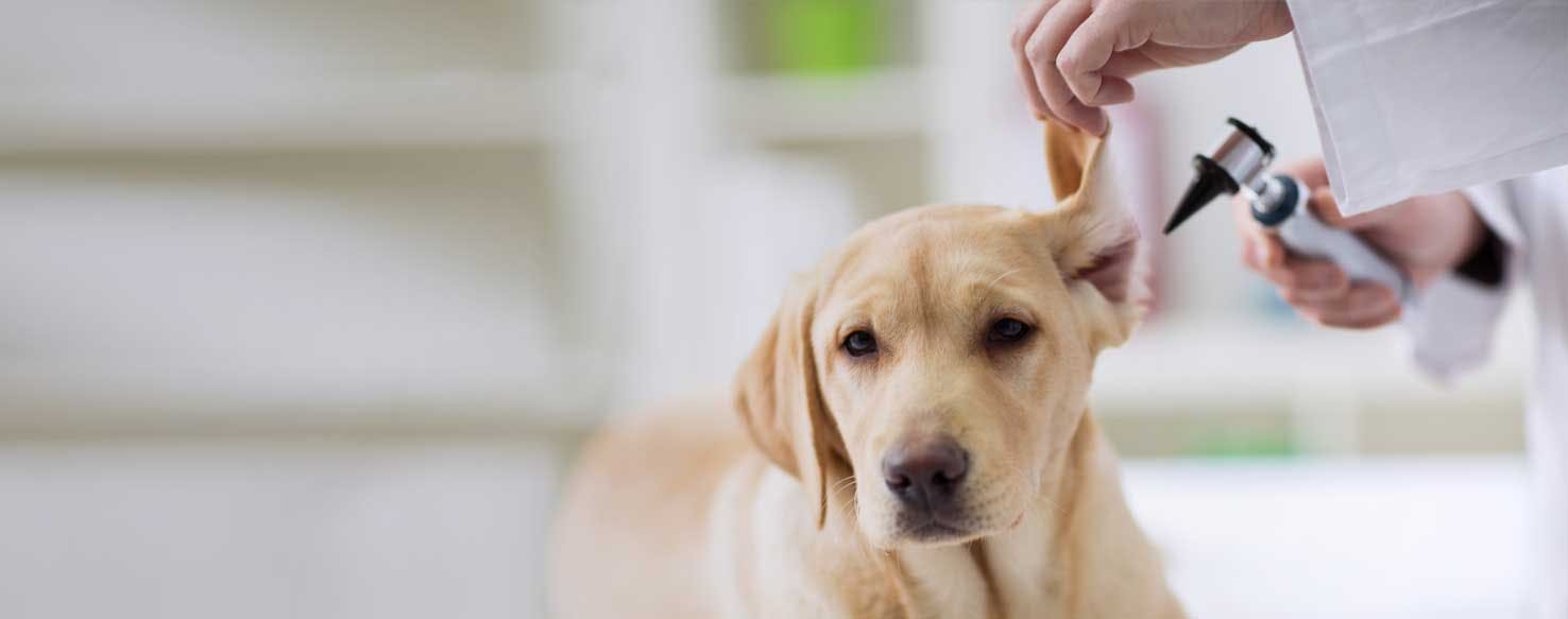 Top Activities For Dog With Deafness - Wag!