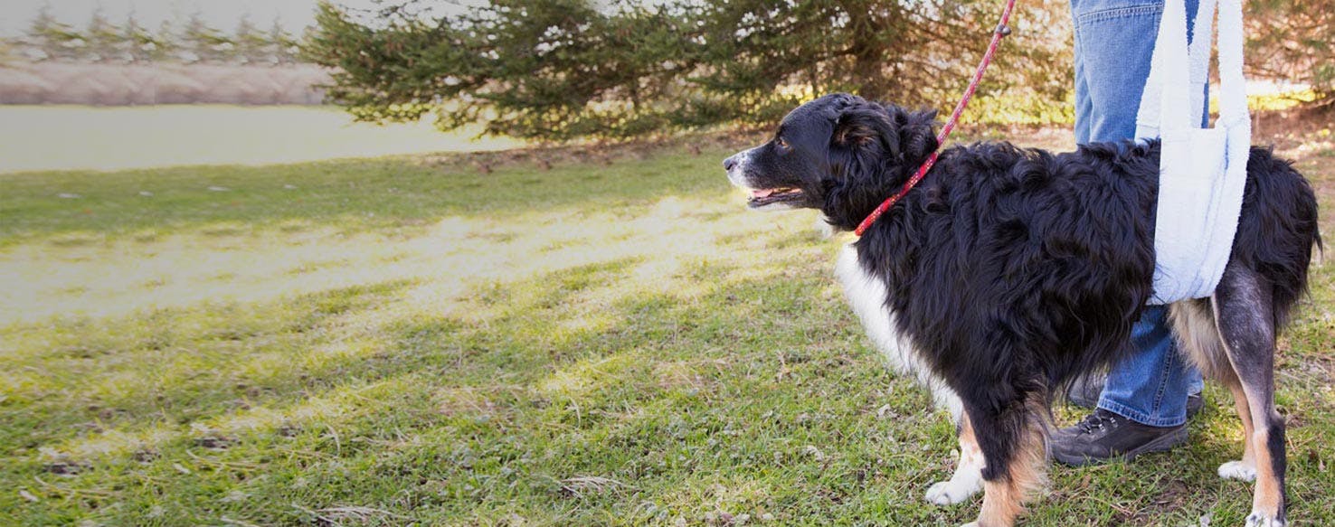 Top Activities For Dogs After Hip Dysplasia Surgery Wag!