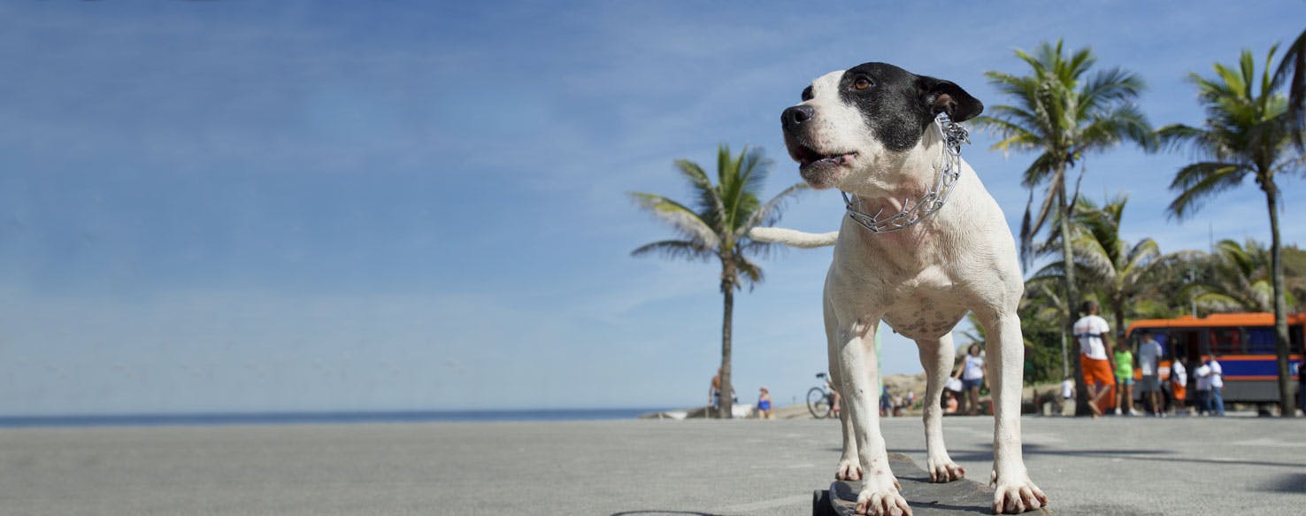Top Activities For Dogs In Brazil Wag!