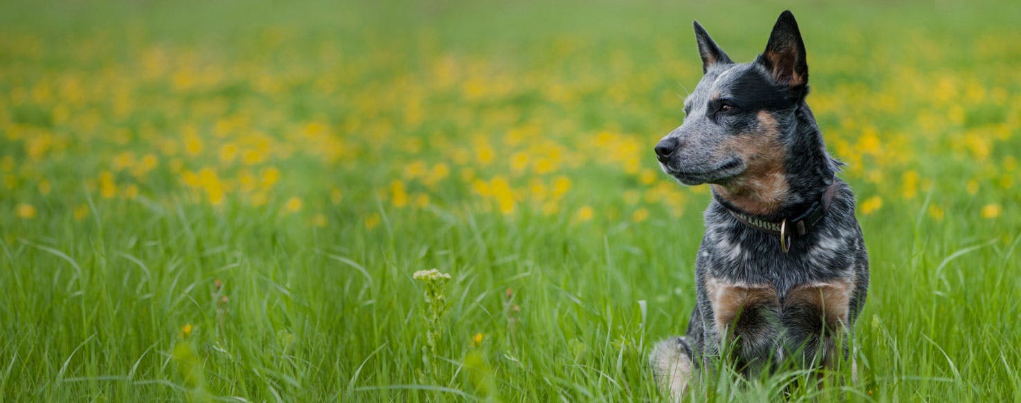 Top Activities For Dogs In Connecticut On Nice Days Wag!