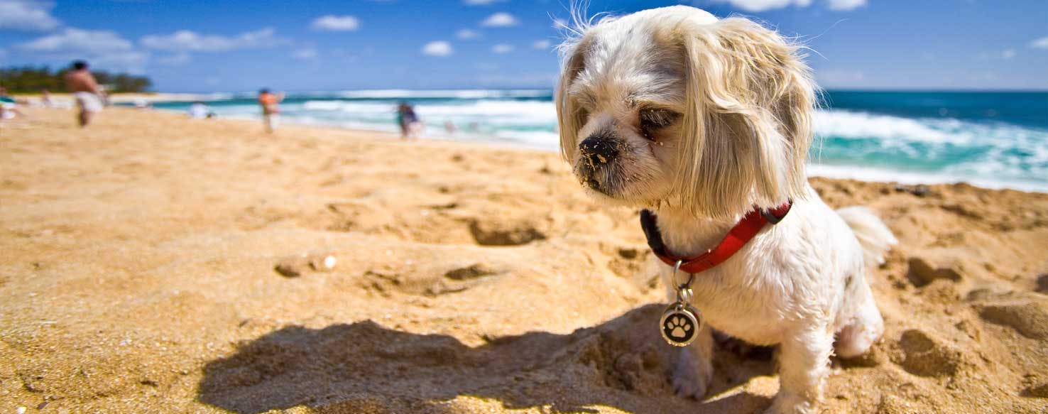 Top Activities For Dogs In Hawaii On Hot Days Wag!