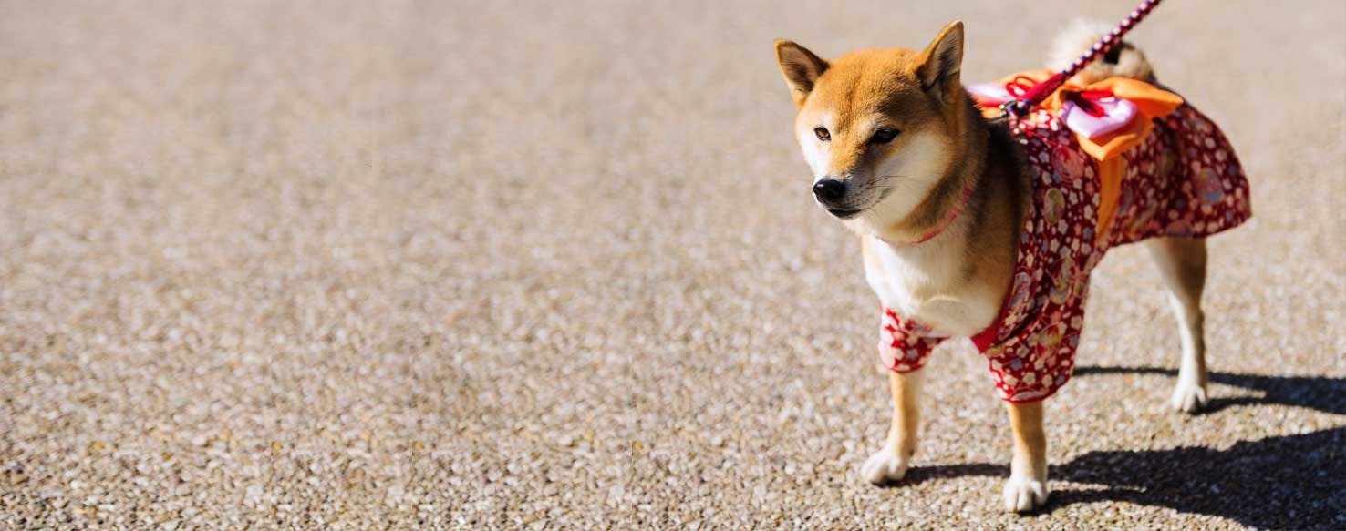 Top Activities For Dogs In Japan Wag!