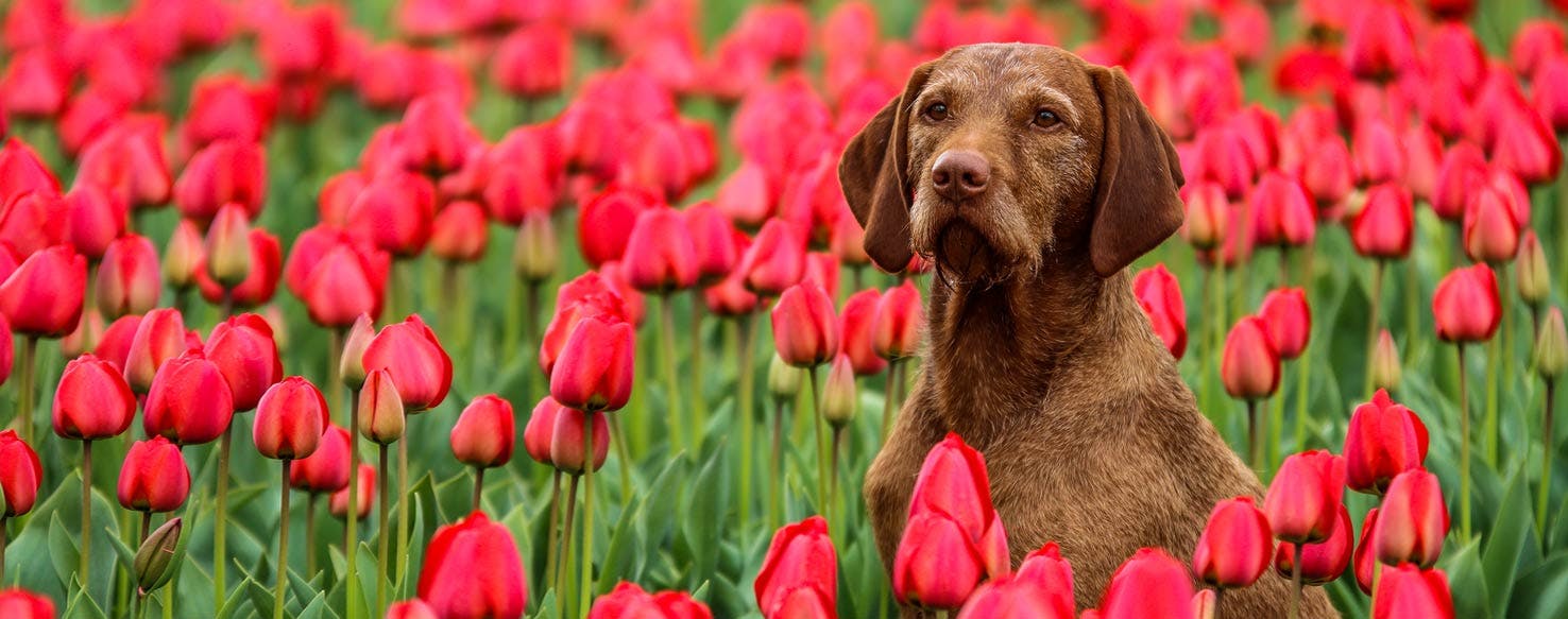 Top Activities For Dogs In Netherlands Wag!