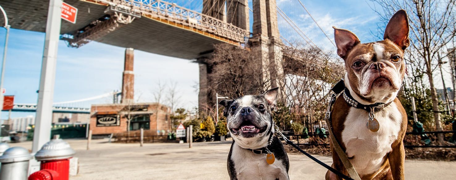 Top Activities For Dogs In New York On Nice Days Wag!