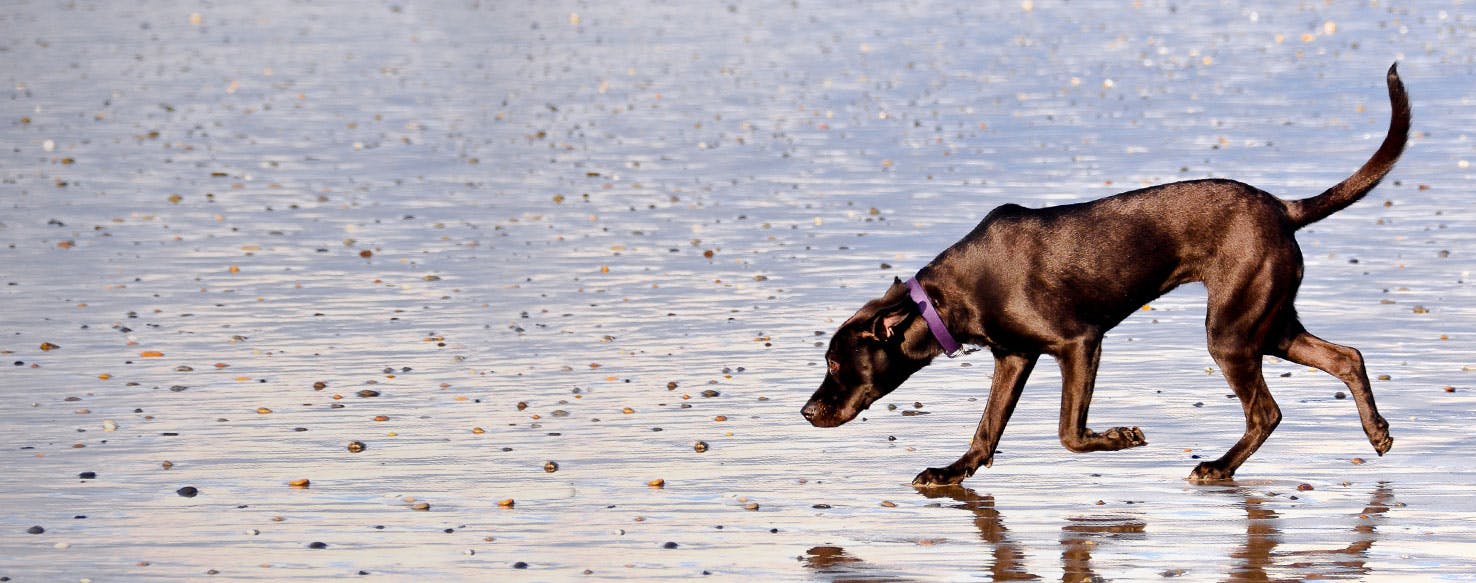 Top Activities For Dogs In Rhode Island On Hot Days Wag!