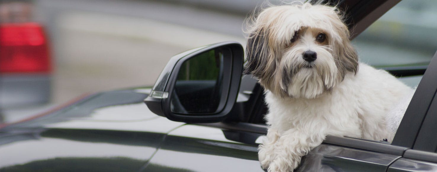 Top Activities For Dogs In The Car Wag!
