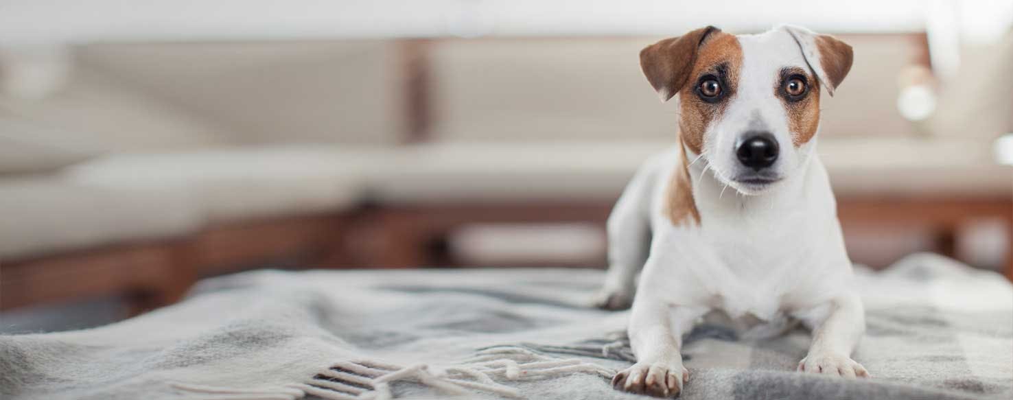 Top Activities For Dogs Indoors Wag!