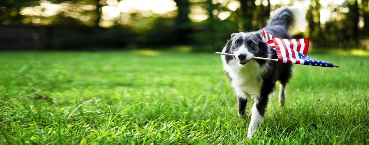 5 Furrific Mobile Games and Apps for Dogs