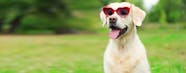 Top Activities For Dogs On Valentine s Day Wag 