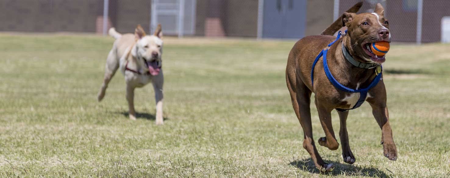 Top Activities For Dogs Who Like Being Chased Wag