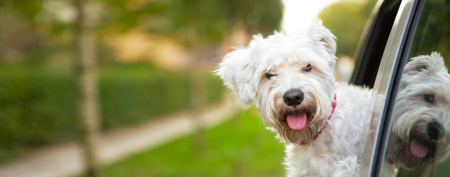 Top Activities For Dogs Who Like Car Rides Wag!
