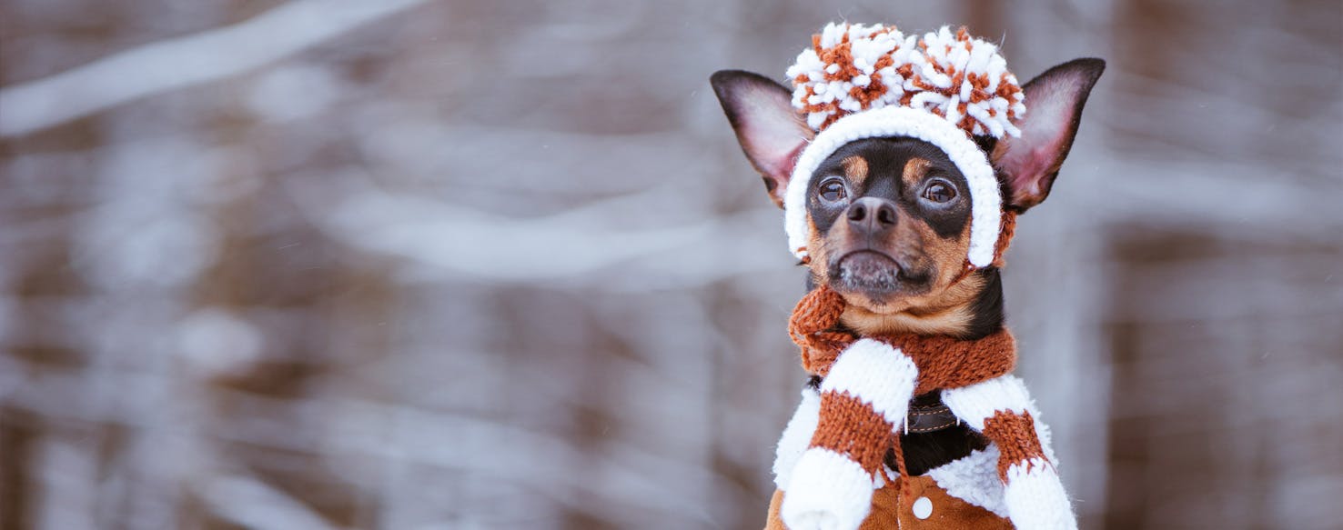 dogs that like the cold