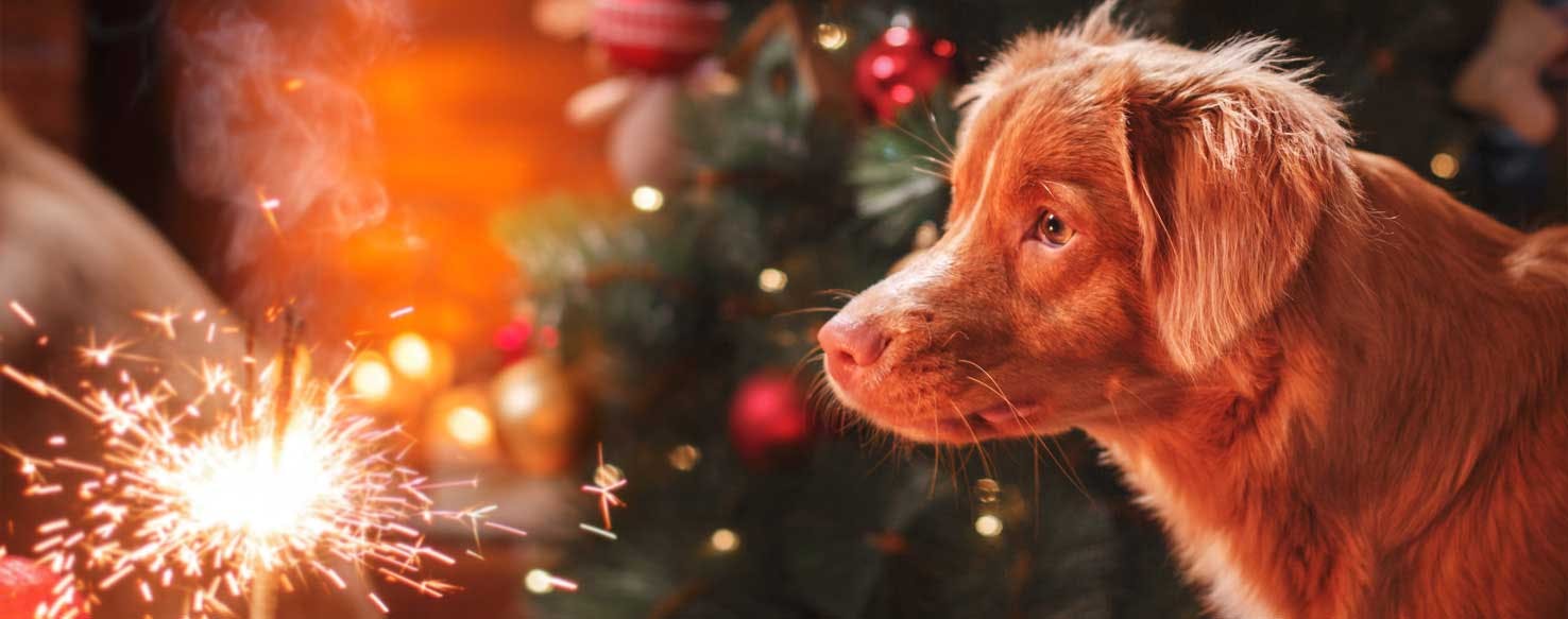 Top Activities For Dogs Who Like Fireworks Wag!