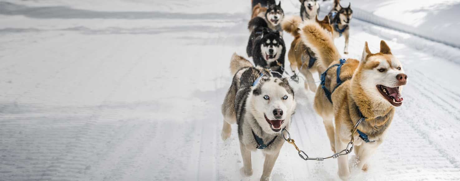 how much weight can a dog pull on a sled