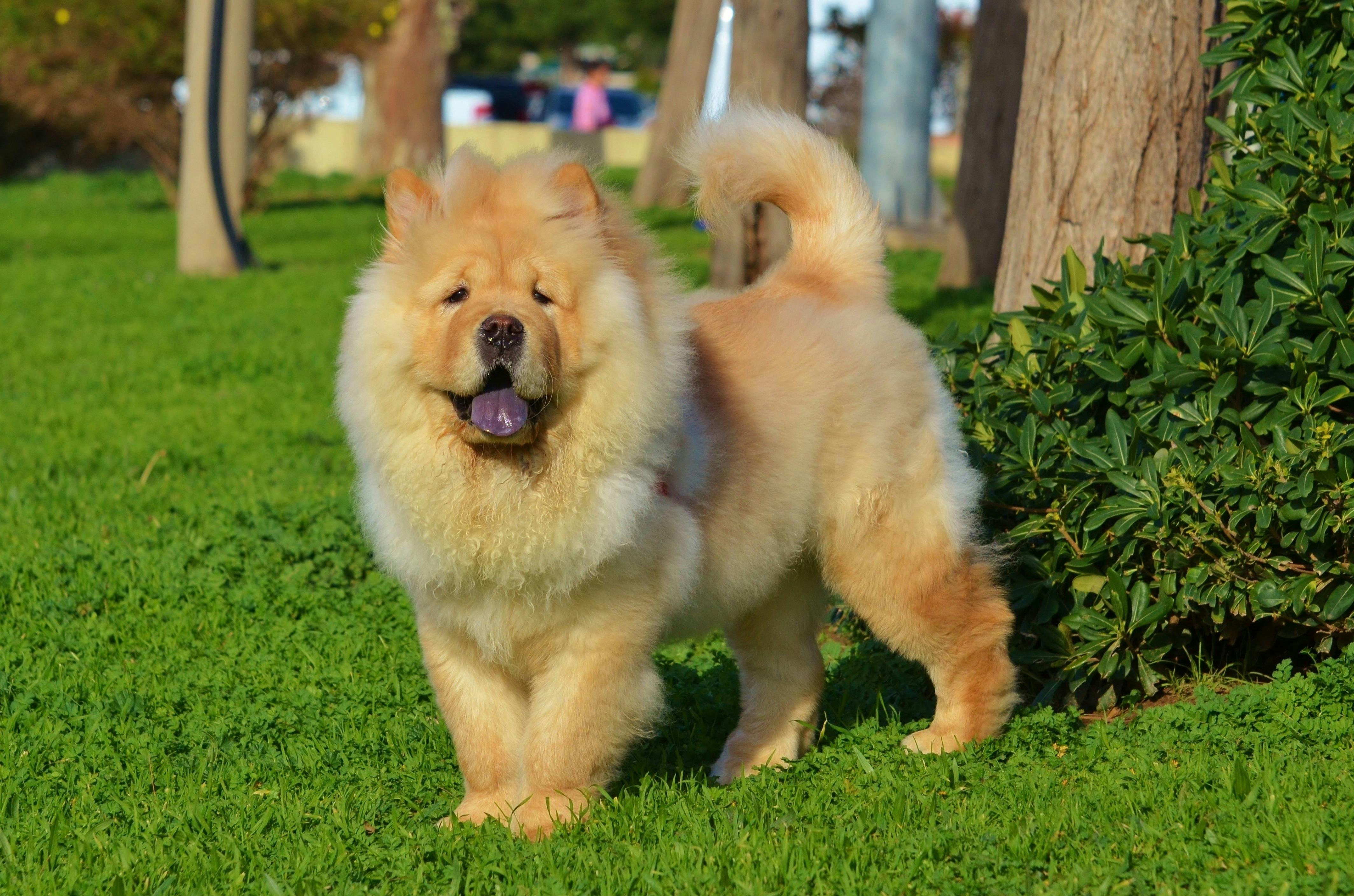's activity story for Activities For Dogs Who Like Road Trips