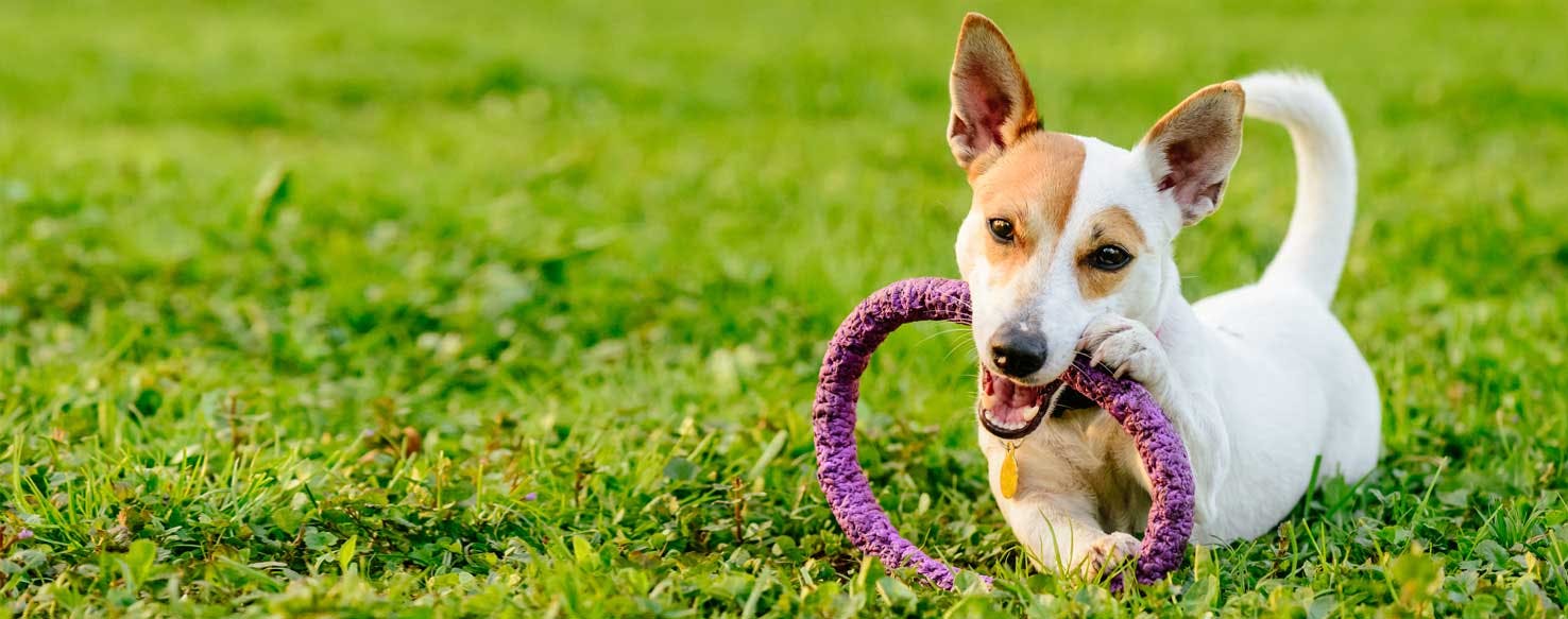 Top Activities For Dogs Who Like To Hunt - Wag!