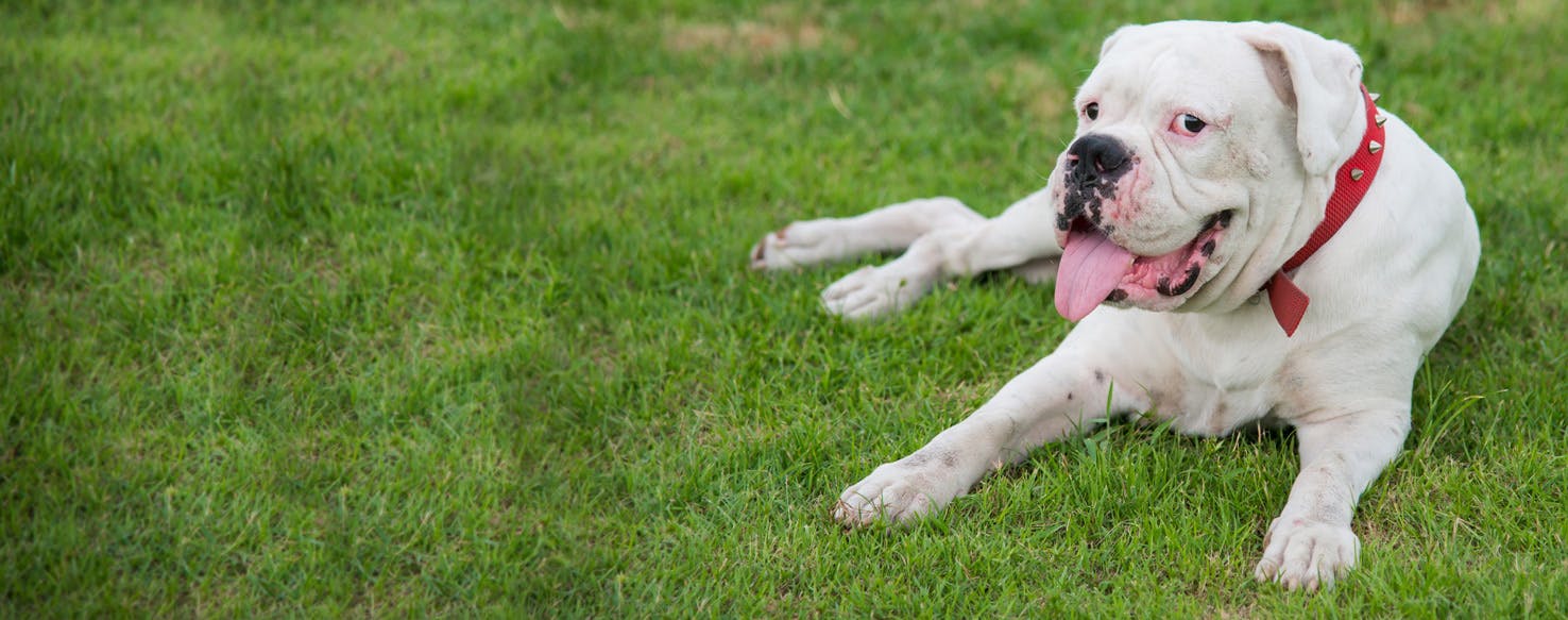 Top Activities For Dogs With Hip Dysplasia - Wag!