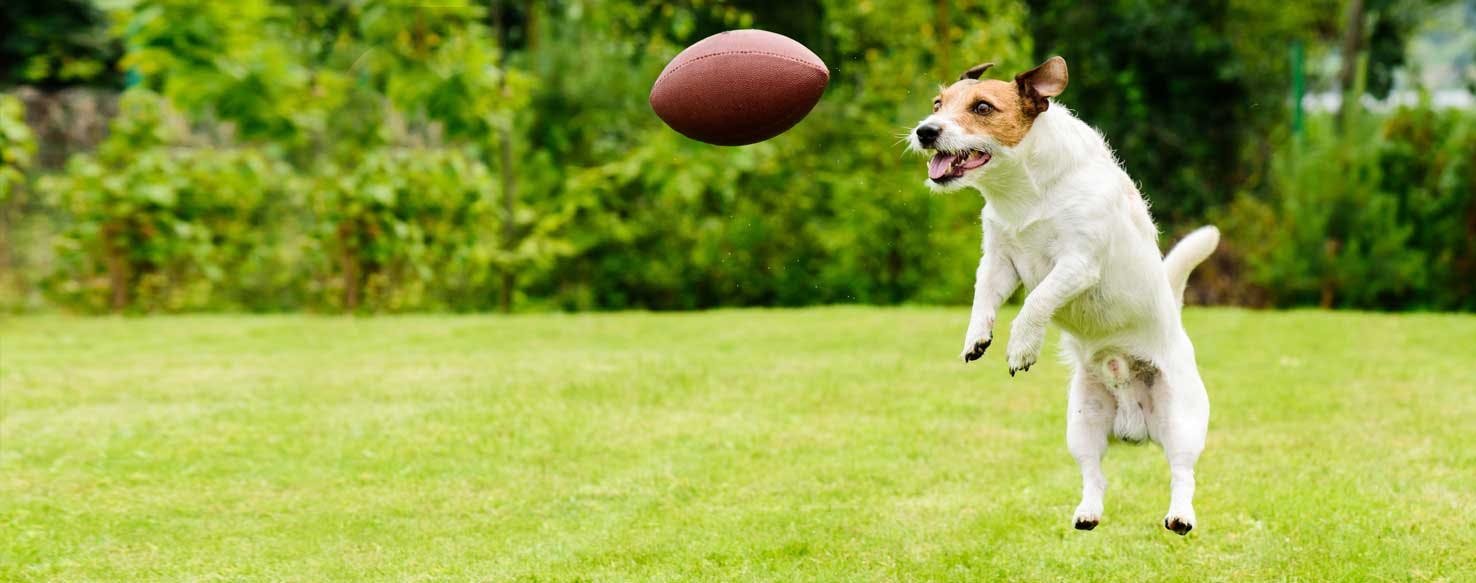 dog football