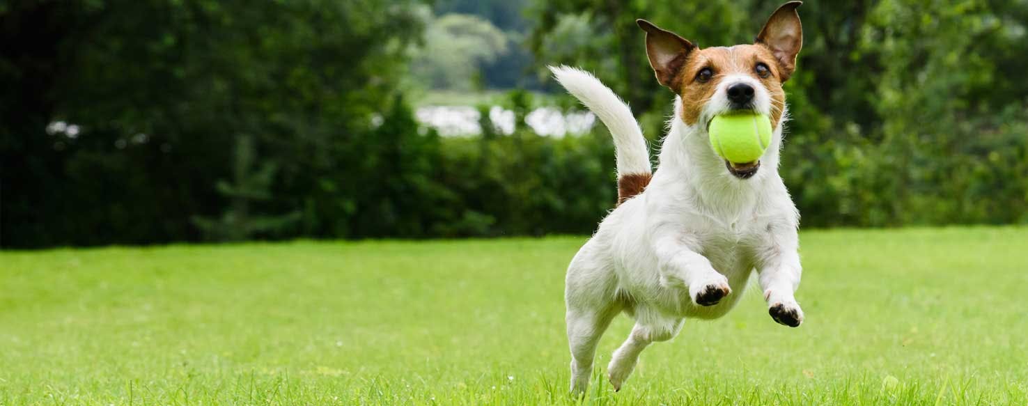 Top Activities For Dogs With Owners Who Like Tennis - Wag!