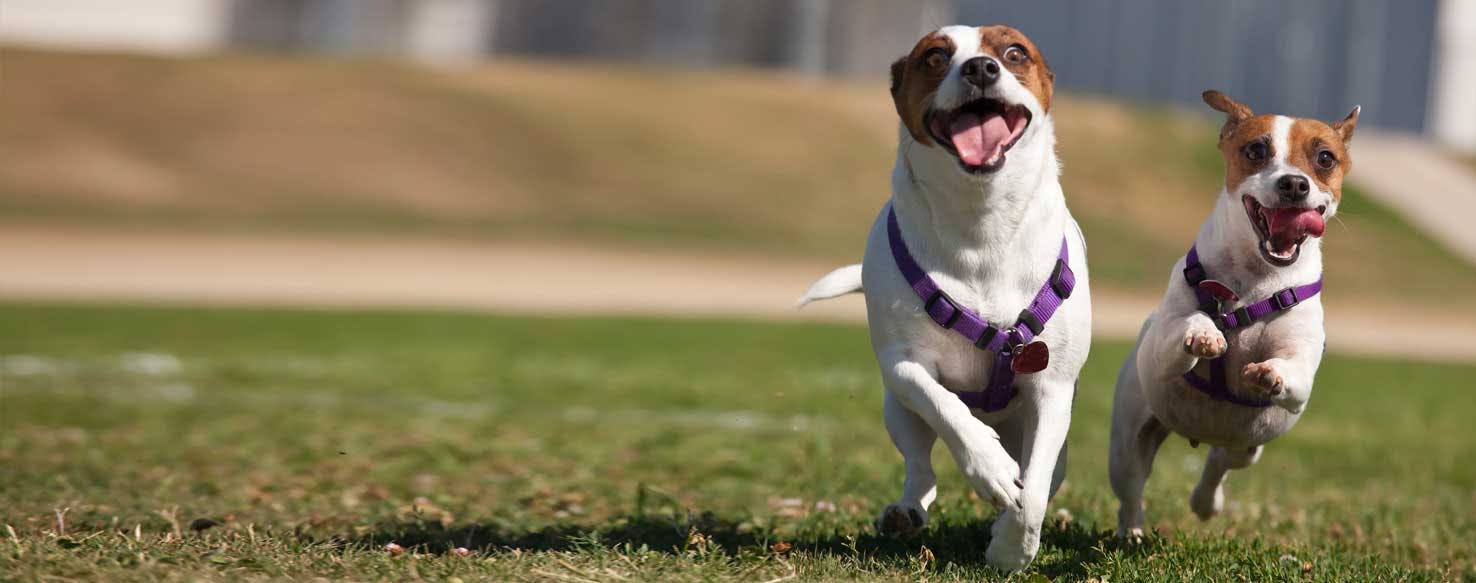 Top Activities For Energetic Dogs Wag!
