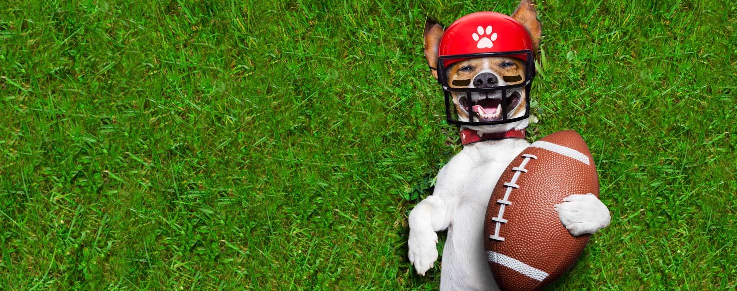 Top Activities For Football Players With Dogs - Wag!